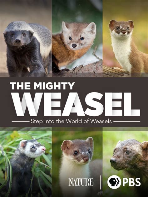 weasel village true|The Mighty Weasel .